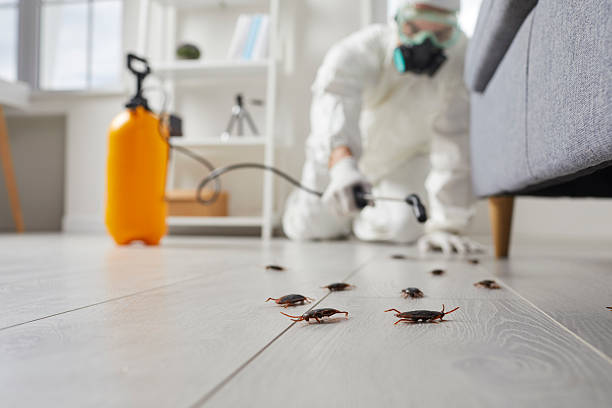 Affordable Termite Control solutions in Camden, OH